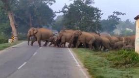 a-herd-of-elephants-on-the-tamil-nadu-andhra-border