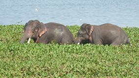 two-elephants-camped-at-devasamutram-lake-people-gathered-to-have-fun