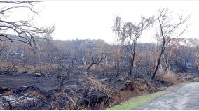 15-acres-of-forest-area-damaged-by-forest-fire-in-ayyur