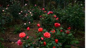 rose-flowers-bloom-in-many-colors-in-kodaikanal