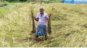 submerged-paddy-fields-for-rain