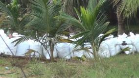 2100-kg-ganja-stashed-in-plantation-near-sathankulam-seized