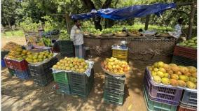 it-is-a-best-season-as-many-varieties-of-mangoes-are-available-for-sale-in-palani-at-the-same-time