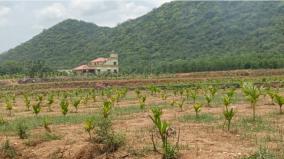 farmers-are-interested-in-planting-palm-saplings-in-harur-areas