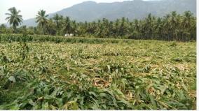 crops-damaged-due-to-rain-with-cyclonic-winds-in-oddanchatram-palani-farmers-worried