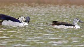 a-problem-for-the-livelihood-of-birds