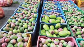 mango-industries-with-farmer-participation