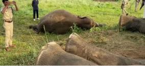 4-elephants-killed-in-electrocution-in-andhra-pradesh