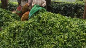 vocational-training-in-tea-industry