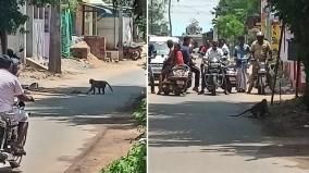 mother-monkey-chased-down-the-vehicles-and-carried-the-cub-kumbakonam-tn