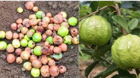 usilampatti-farmers-destroy-guava-trees-unable-to-control-pest-infestation