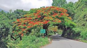 green-nilgiri-forest