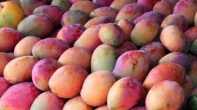 one-mango-price-is-rs-19-000