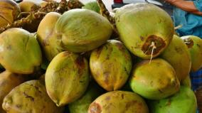 tender-coconut-price-reached-thetender-coconut-price-peak