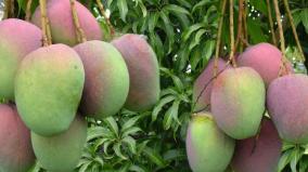 29th-all-india-mango-exhibition-held-at-krishnagiri-mango-farmers-decide-to-boycott