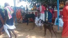 villagers-who-sacrificed-200-goats-near-manamadurai