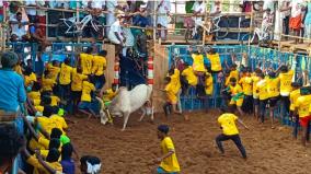 800-bulls-participate-in-kirungakottai-jallikattu-60-people-were-injured