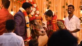 bride-who-carried-jallikattu-bull-to-husband-s-house-on-madurai