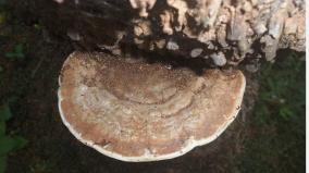 the-surprising-world-of-mushrooms