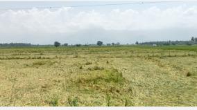 paddy-crops-tilted-in-field-due-to-heavy-rains-near-rajapalayam-farmers-worried