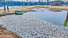 dead-fish-floating-in-the-lake