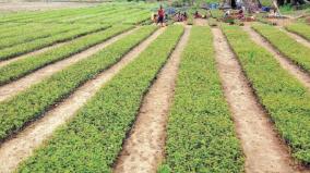 hosur-farmers-are-interested-in-paneer-rose-cultivation