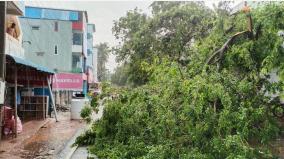 rain-in-karaikudi-cyclone-winds-uprooted-trees-on-the-road