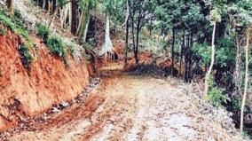 the-issue-of-cutting-down-trees-and-making-a-road