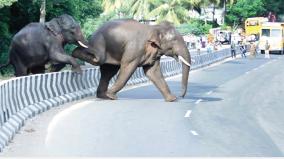a-journey-of-wild-elephants-that-have-lost-their-way