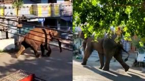 wild-elephant-entered-in-cumbum-area