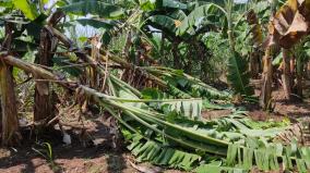 kumbakonam-strong-winds-1000-banana-trees-were-uprooted