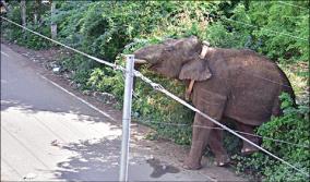 arisi-komban-the-elephant-that-entered-the-town-of-cumbum