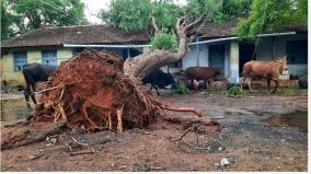 heavy-cyclone-hits-sivaganga-with-hail-10-power-poles-100-trees-uprooted