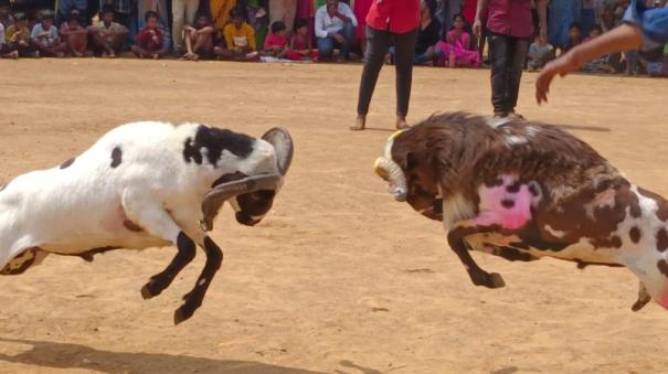 goat fight festival in devakottai