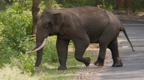 a-single-elephant-sanctuary-near-chulagiri