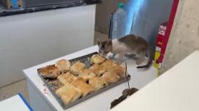 video-of-cat-tasting-pubs-in-karaikudi-private-theater-goes-viral