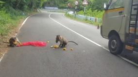 monkeys-die-after-being-hit-by-vehicles-on-valparai-road