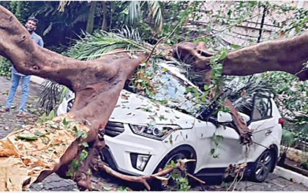 4 cars were damaged after the tree fell