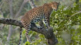 leopards-hunting-goat-near-udhagai