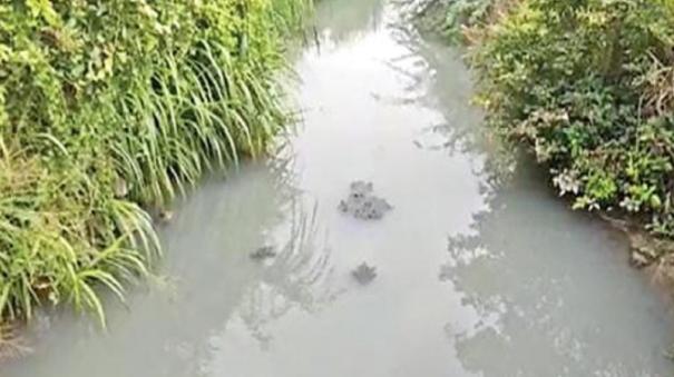 Hanuman River Polluted by Dairy Industry - Risk of Affecting Agricultural Lands, Ground Water