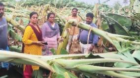 2-000-acres-of-leaning-banana-trees-on-cuddalore-farmers-suffering