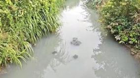 hanuman-river-polluted-by-dairy-industry-risk-of-affecting-agricultural-lands-ground-water