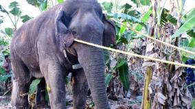 karnataka-forest-department-captured-the-elephant-vinayakan-whose-radio-collar-had-been-cut-off-by-giving-an-anesthetic-injection