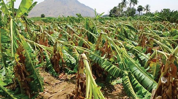 Damaged banana trees