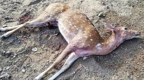 deer-dies-after-being-bitten-by-stray-dogs-on-kallakurichi-pathetic-when-it-came-into-the-town-on-search-of-drinking-water