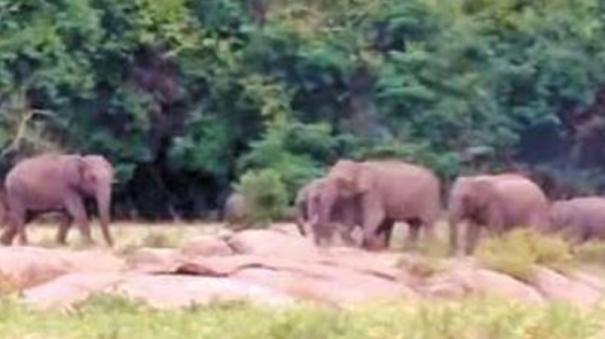 Movement of Elephants on Azhiyar Dam Area: Warning to Motorists