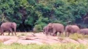 movement-of-elephants-on-azhiyar-dam-area-warning-to-motorists