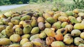 fungal-disease-attack-on-ready-to-harvest-mangoes-on-krishnagiri-district