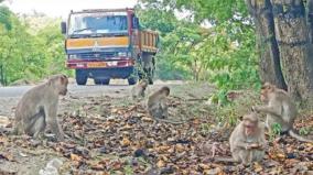 hosur-demand-to-protect-the-monkeys-roaming-along-the-road-for-food