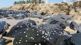 sudden-erosion-of-several-feet-of-sand-on-puducherry-beach